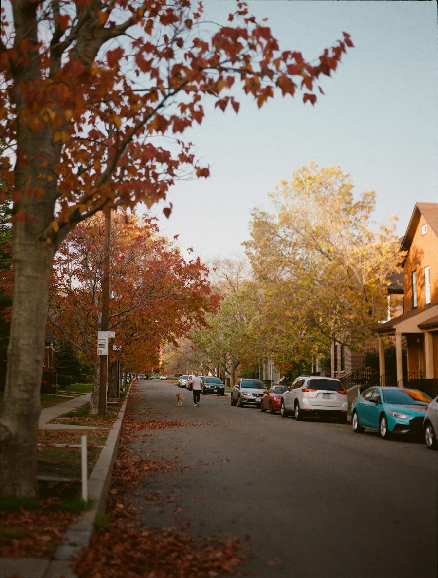 Tree-lined residential street in North York in autumn